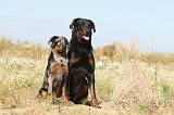 BEAUCERON - ADULTS and PUPPIES 009